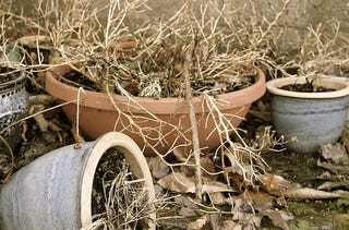 how to tell if plant roots are dead