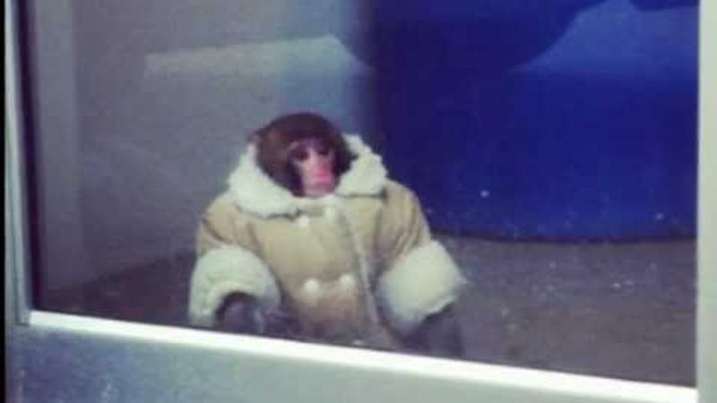 Illustration for article titled ​Custody Battle Over Ikea Monkey Ends in Heartbreak