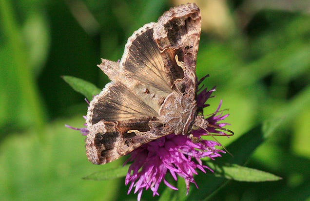 Turbulence May Help Moths Figure Out Which Way They're Flying