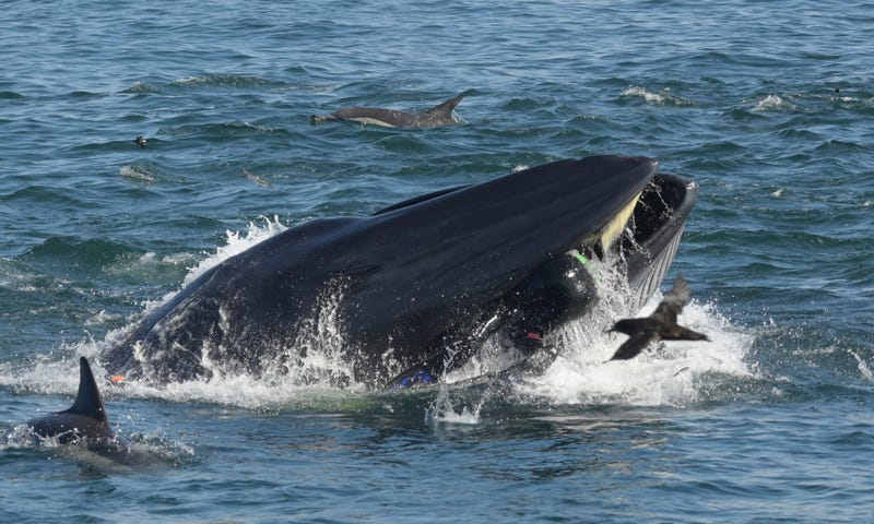 Illustration for article titled Un fotógrafo sobrevive después de que una ballena lo engullera cuando nadaba en un banco de sardinas