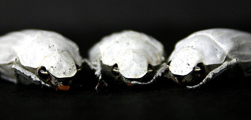 Este Escarabajo Es La Pista Para Lograr El Color Blanco Absoluto