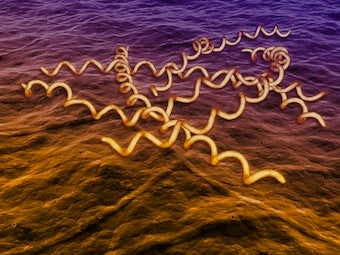 Illustration for article titled The U.S.'s Twisted Syphilis Experiments in Guatemala