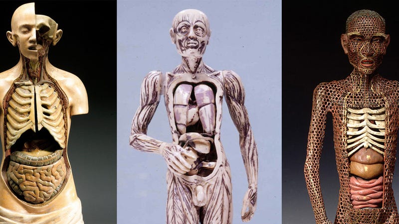 anatomical model for artists