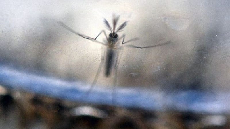 Aedes Aegypti mosquito larvae photographed at a laboratory of the Ministry of Health of El Salvador in San Salvador. Credit: Getty.