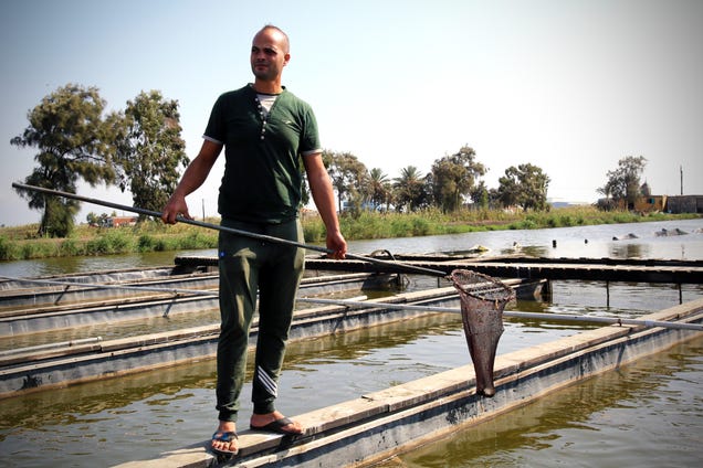 To save water, Egypt should farm fish instead of crops