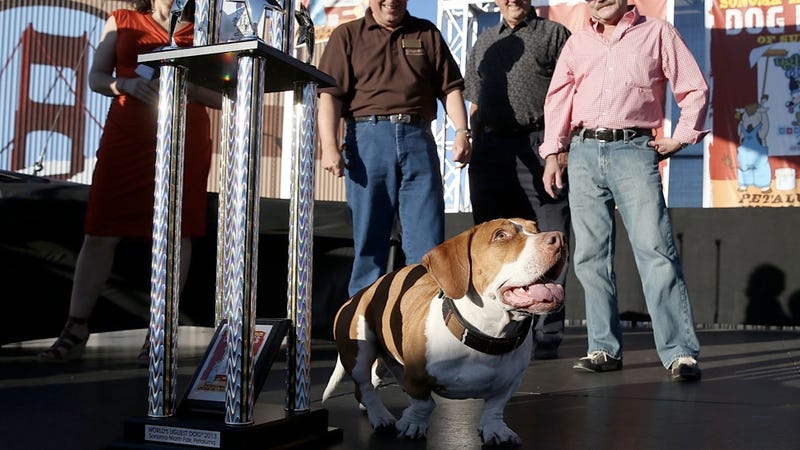 Illustration for article titled WTF? Ugliest Dog Contest Winner Walle Is Actually Pretty Cute