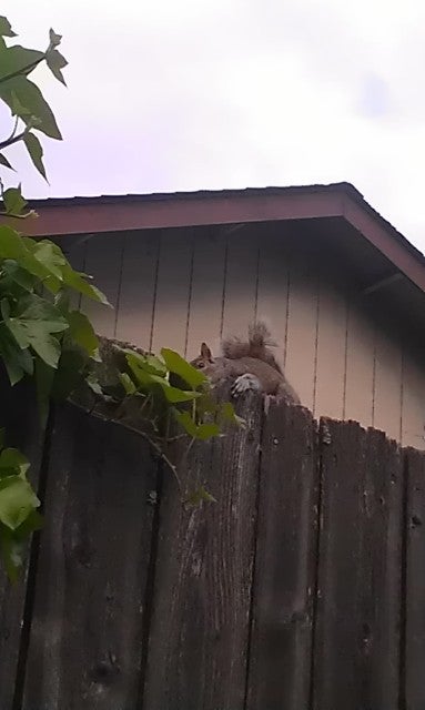 Illustration for article titled Sneaky squirrel knows where you live....