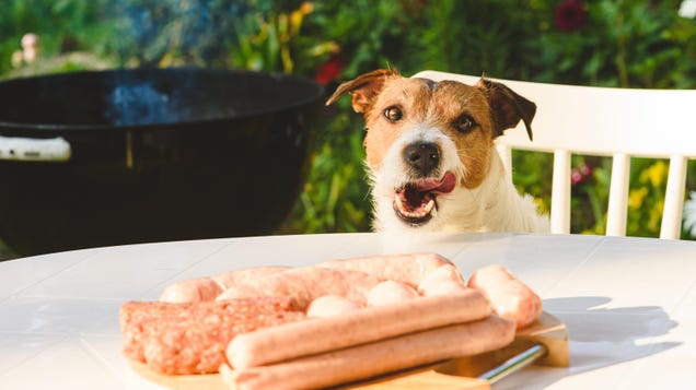 Dogs Shouldn't Eat Hot Dogs, and Other Pet-Unsafe Barbecue Foods