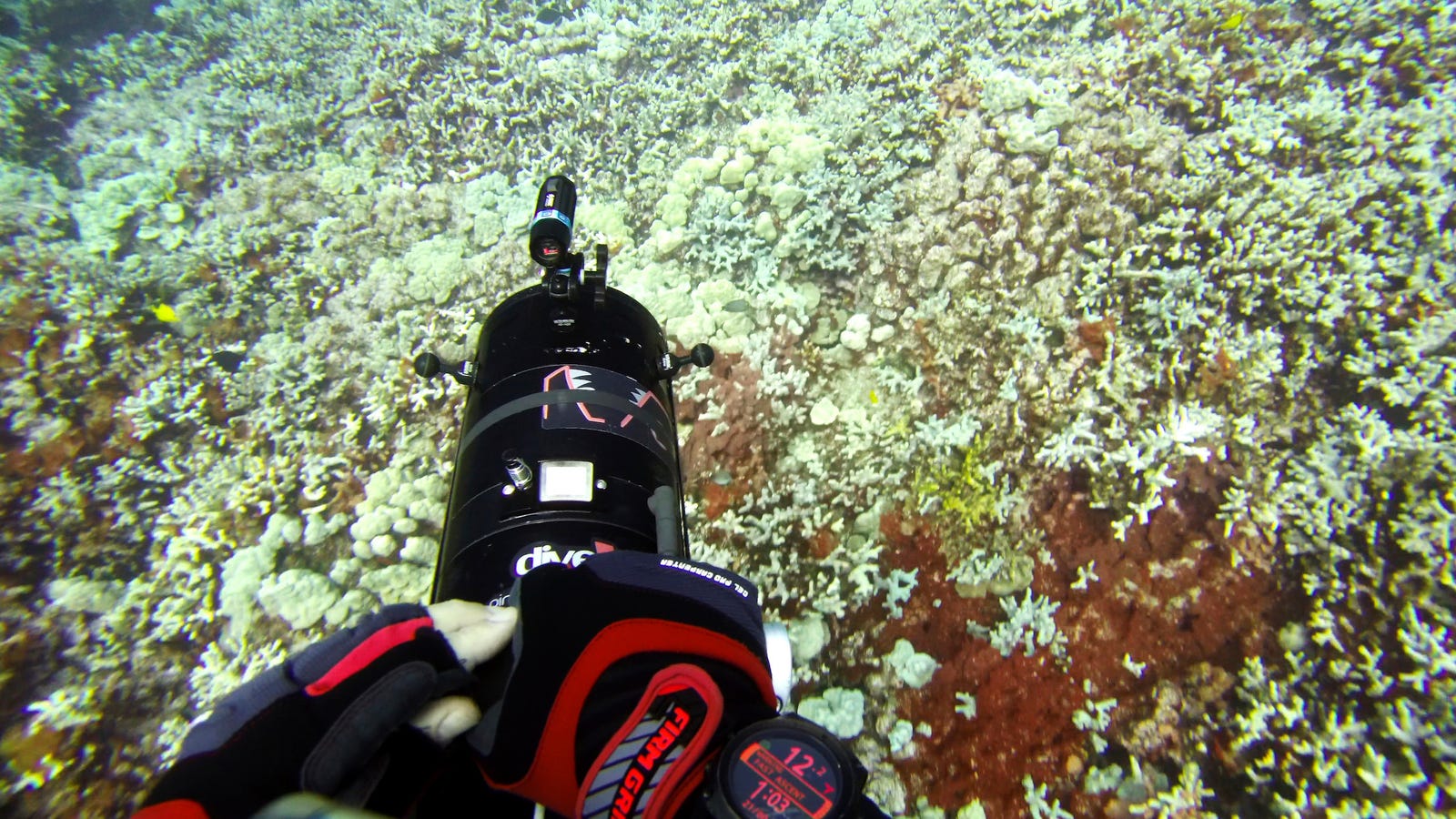 Hot Oceans Are Raising the Risk of Coral Bleaching Around the Globe