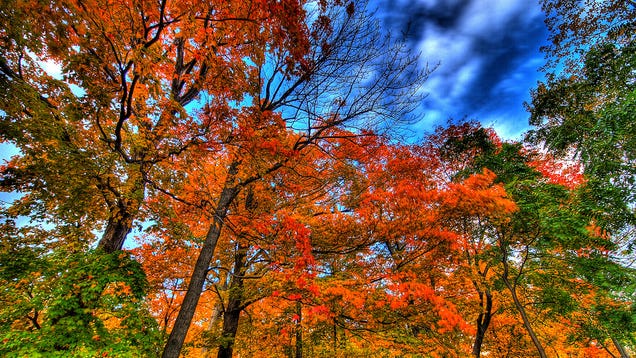 Why the Fall Foliage in Your Area Might Be Disappointing This Year