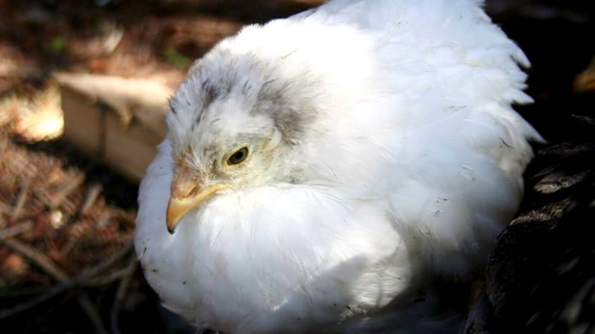 Motherclucker The Joy And Gore Of Backyard Chickens