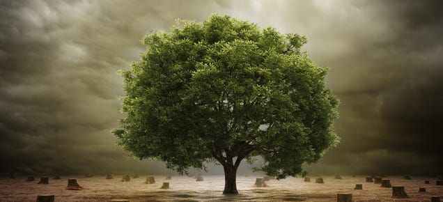 Scientists Have Drafted a Complete Tree of Life 