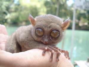 Illustration for article titled Real-Life Furbys Rediscovered • Survey Says Aussie Guys Are 'Wimps'