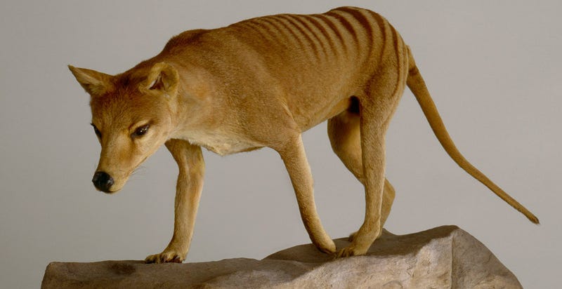 Illustration for article titled The Science Behind De-Extinction
