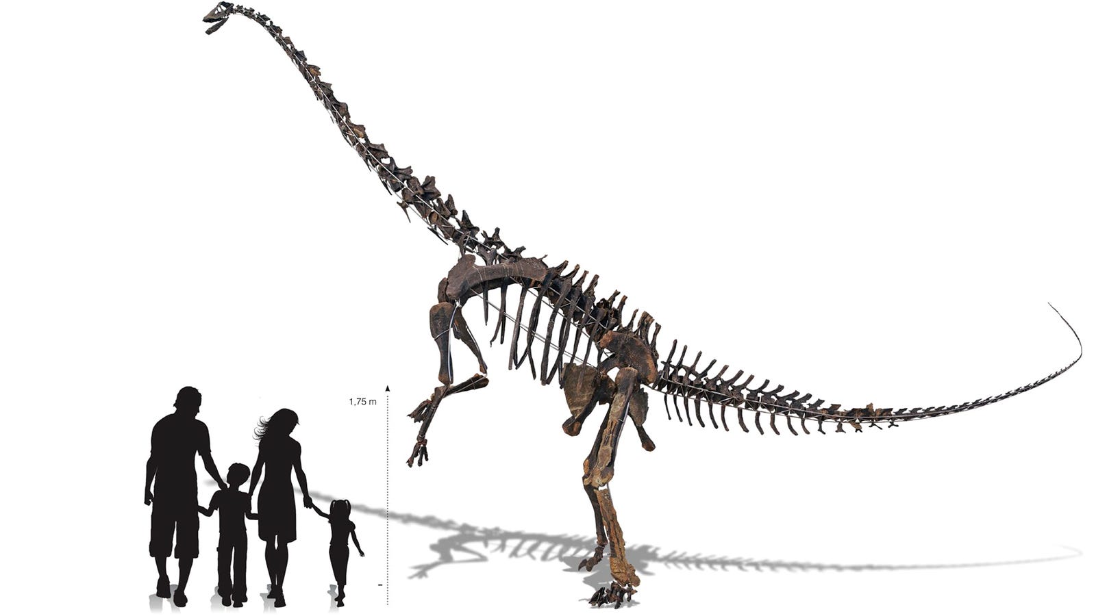 skeleton diplodocus