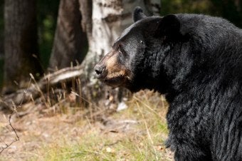 Illustration for article titled 17-Year-Old Girl Kills Giant Bear With Bow & Arrow