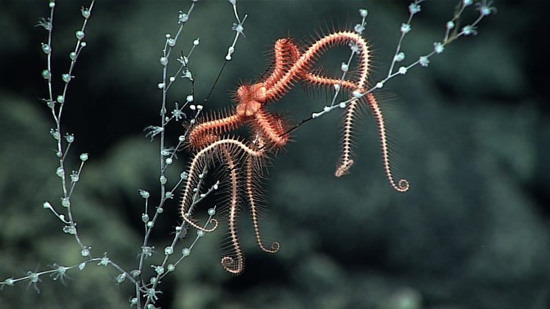 A chrysogorgiid octocoral with a brittle sea star clinging to it. (Image courtesy of the NOAA Office of Ocean Exploration and Research, 2017 American Samoa)