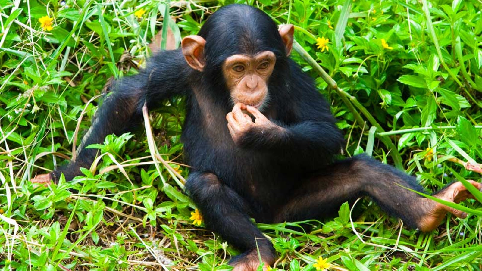 Female Chimps More Likely To Play With "Dolls"