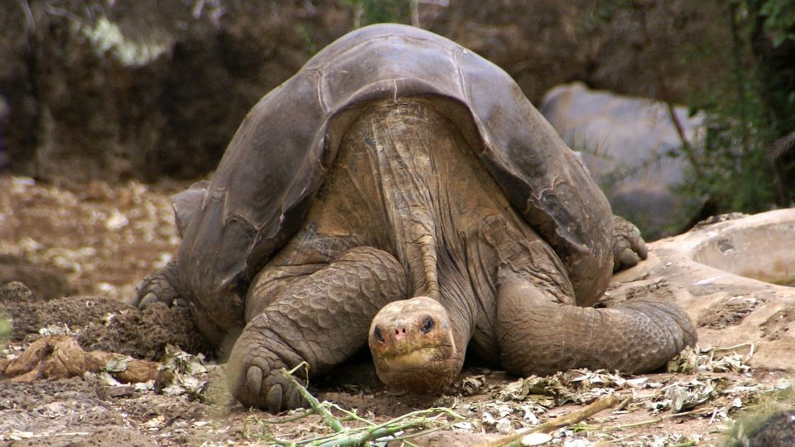 'Extinct' Giant Turtle Might Join Lonesome As World