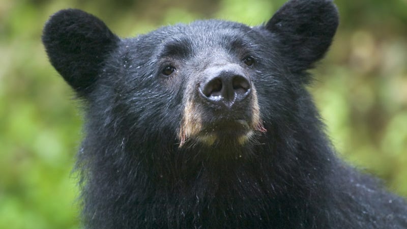 the bear analysis the bear analysis