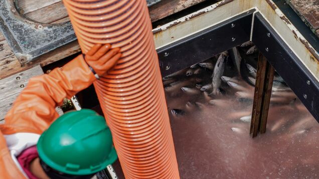 Alaska fishers fear another bleak season as crab populations dwindle in warming waters