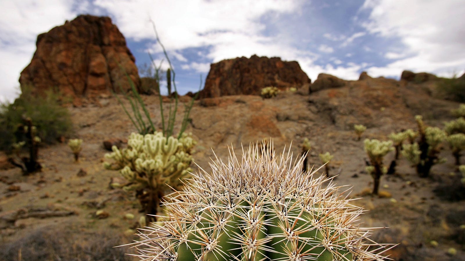 Trump's Border Wall Could Destroy an Icon of the American Southwest - Gizmodo