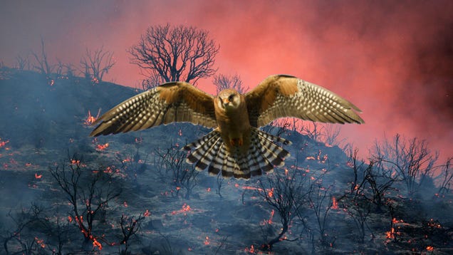 photo of Birds Deliberately Spread Wildfires Because Birds Are Dicks image