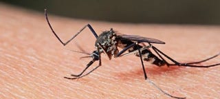Illustration for article titled Scientist Are Now Using Magnets To Detect Malaria
