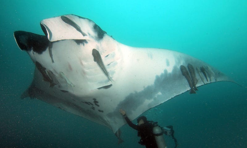 Giant Manta Rays Are More Badass Than We Realized