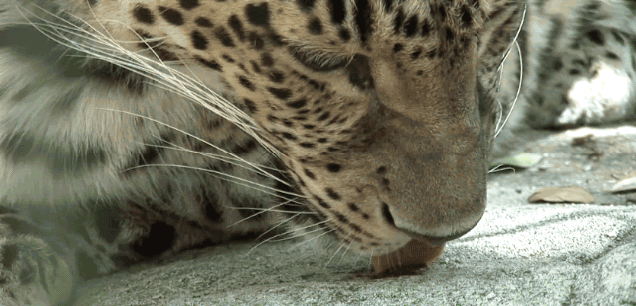 And Now, Big Cats Tasting Marmite