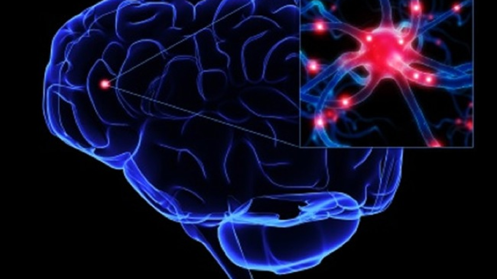 what do neurons do in the brain