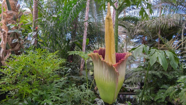 'Corpse Flowers' Are a Thing, and You Can Watch One Bloom