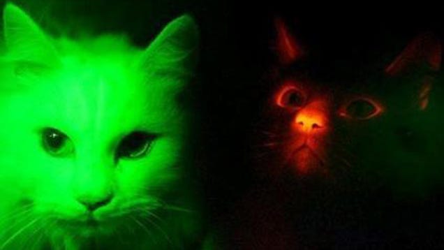 Download Glow-in-the-Dark Cats Could Make For a Unique Home ...