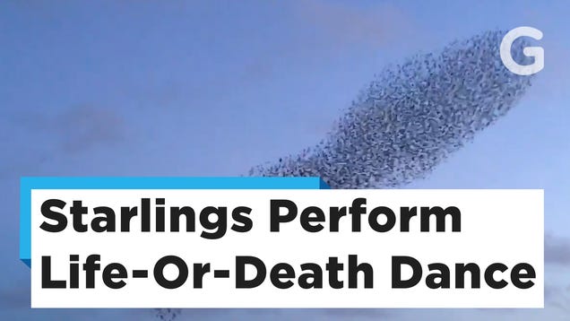 photo of Thousands of Starlings Evade a Pesky Falcon in This Stunning Visual Display image