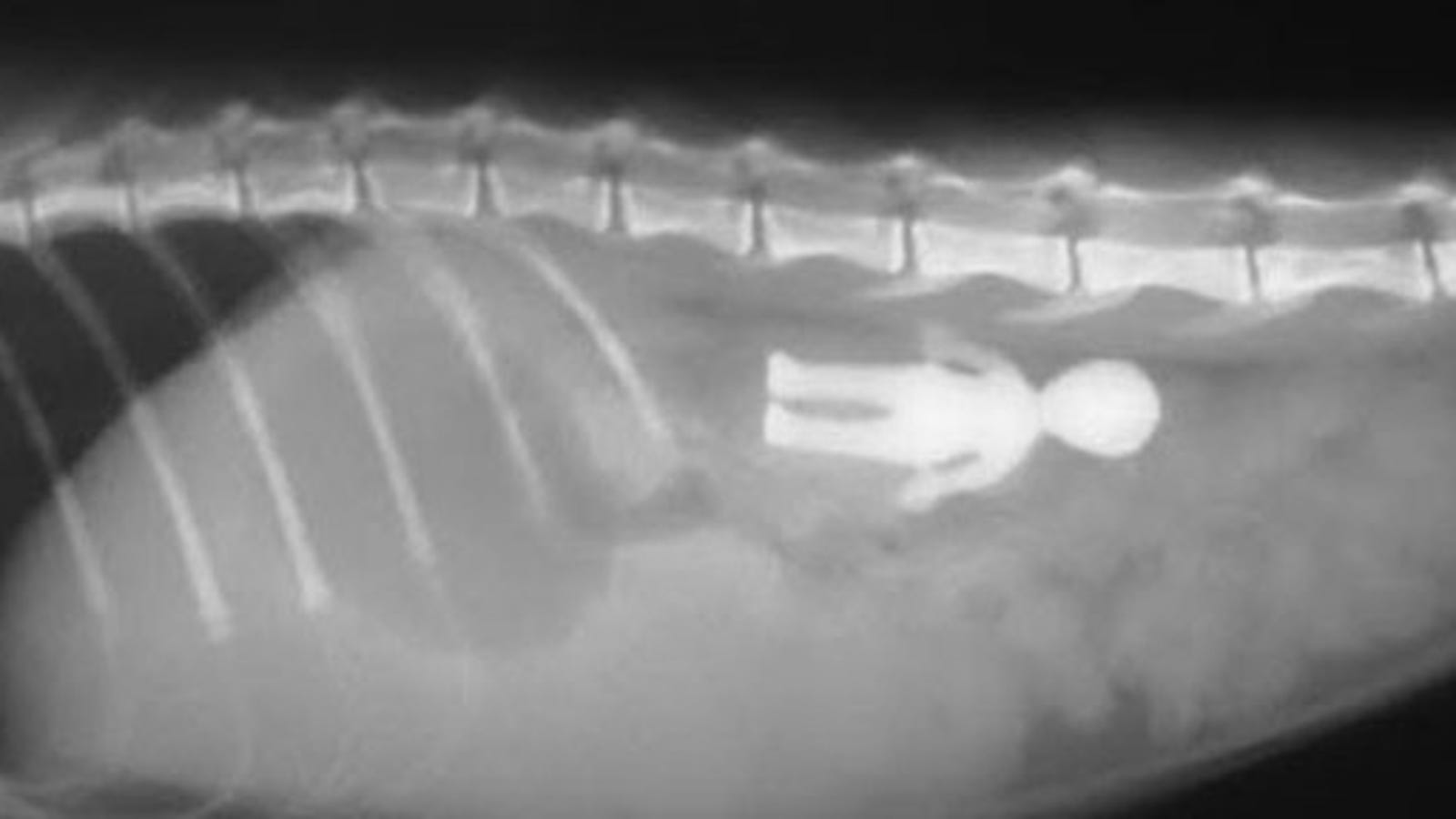 Непроходимость кишечника у кошки рентген