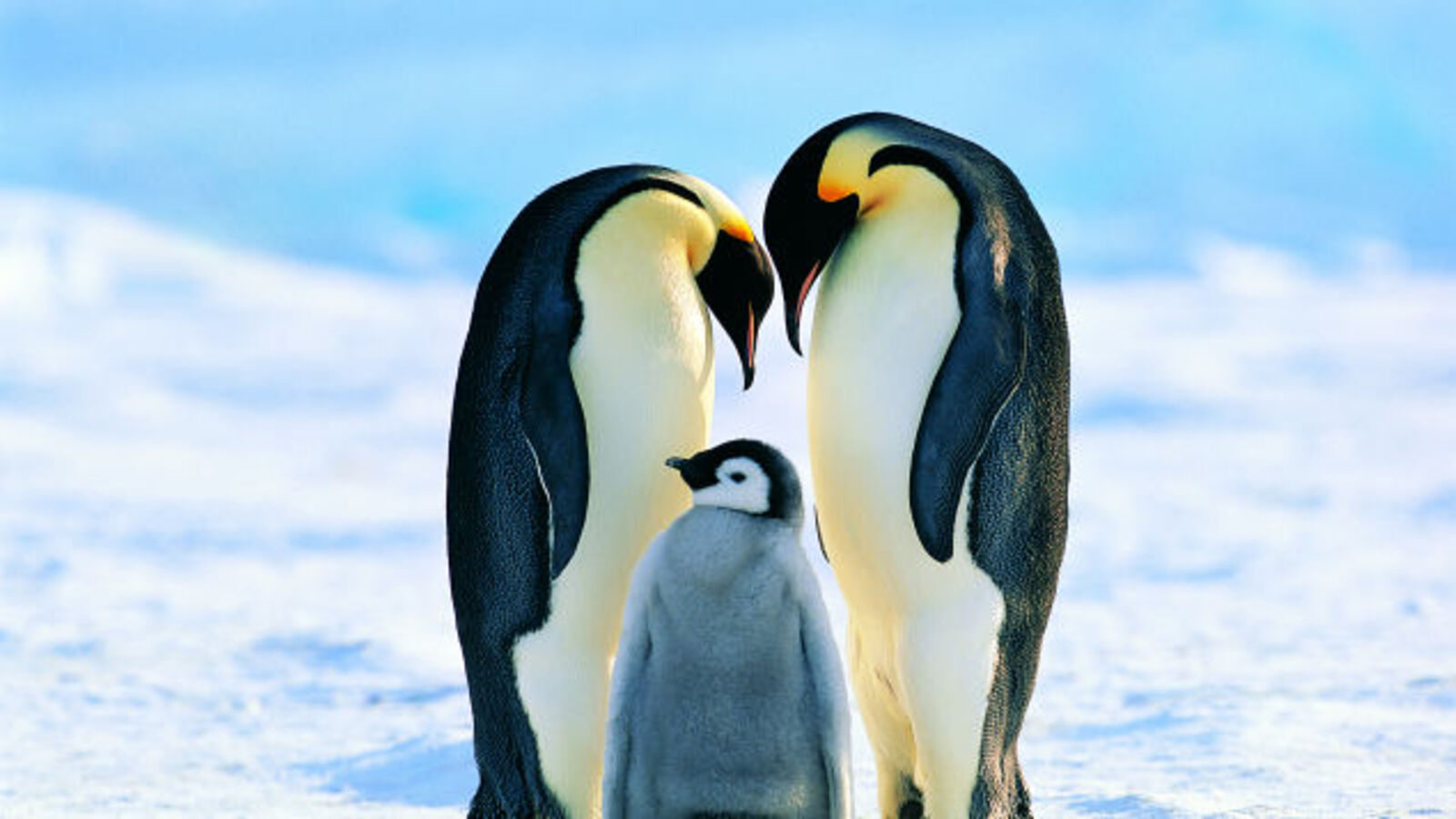 New fossil discovery reveals that penguins used to be way too big - The A.V. Club thumbnail