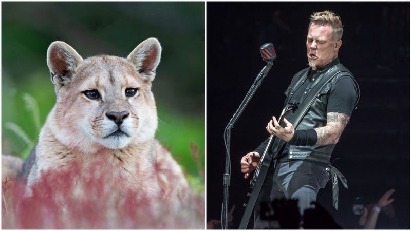Illustration for article titled Woman proves that cougars, like your parents, can be repelled by the sound of Metallica