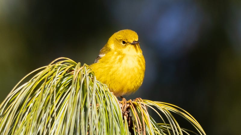 A pine warbler, a small migratory songbird, in Brooklyn’s Green-Wood Cemetery