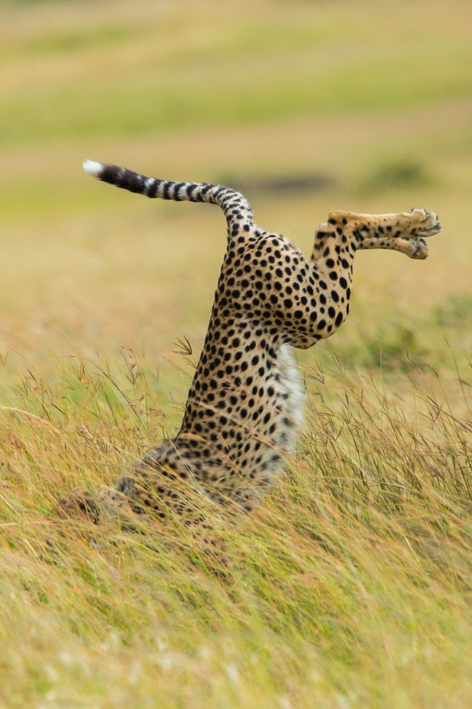 These Are the Winners of the 2015 Comedy Wildlife Awards | Gizmodo UK