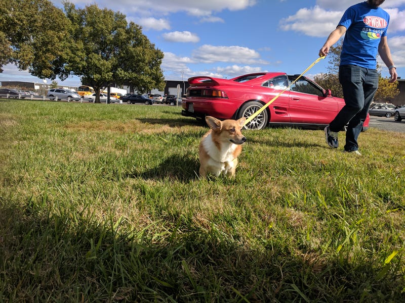 A wild Eevee appeared