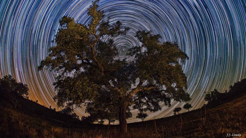 Illustration for article titled It Looks Like You Could Climb This Celestial Tree To Space