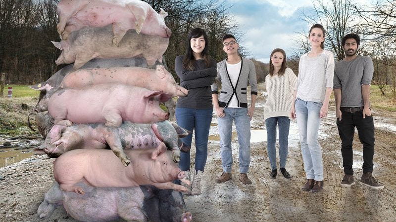 Illustration for article titled Beautiful: These Students Leapt Into Action The Moment They Found Out Their Teacher’s Hogs Needed A Good Stackin’