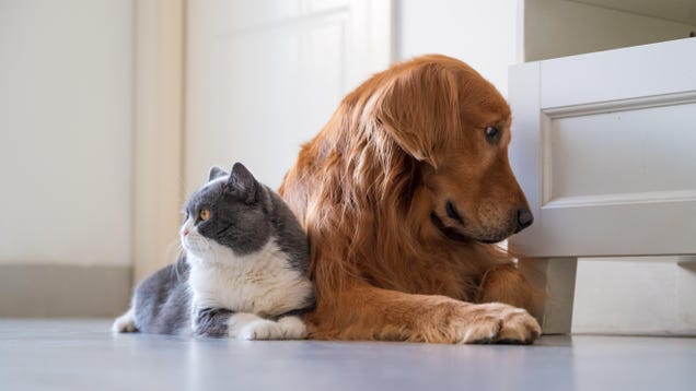 What Do You Wish You Had Known Before Adopting Your Pet?