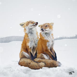 Illustration for article titled Visions Of Uplifted Animals, And Humans Brought Low