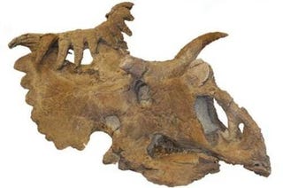 kosmoceratops horns