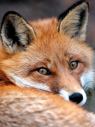 Illustration for article titled Fox Begins Stealing In Order To Feed Shoe Addiction