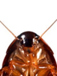 A Roach
