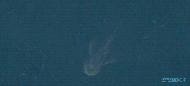 Satellite photo shows giant, monster-like biological shape at Loch Ness