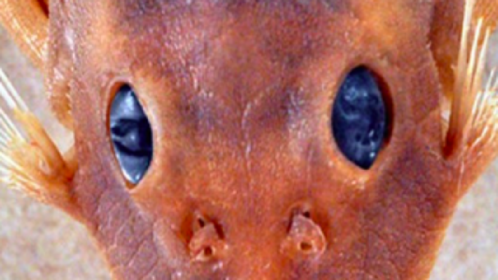 This Catfish Was Just Named After A Star Wars Character