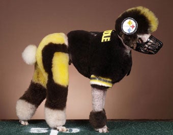 Illustration for article titled All Steeler Fans Are Basically Puppy Murderers